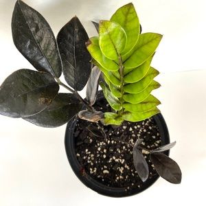 Zz Raven 🌿💚 ‼️SOLD‼️